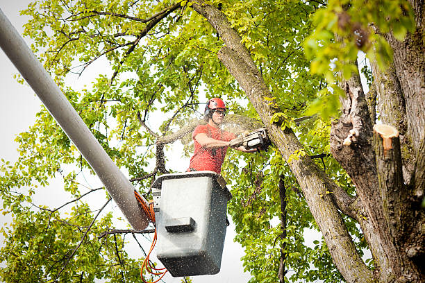 Best Tree Maintenance Programs  in Andrews, TX